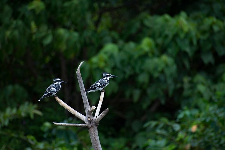 Birdwatching walk in Diyasaru Uyana in Colombo - Photo 1 of 10